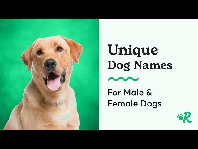 The Most Unique Dog Names for Female and Male Dogs