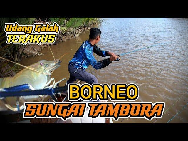 Cuplikan Mancing Udang Galah Terakus Makan Umpan Sungai Tambora