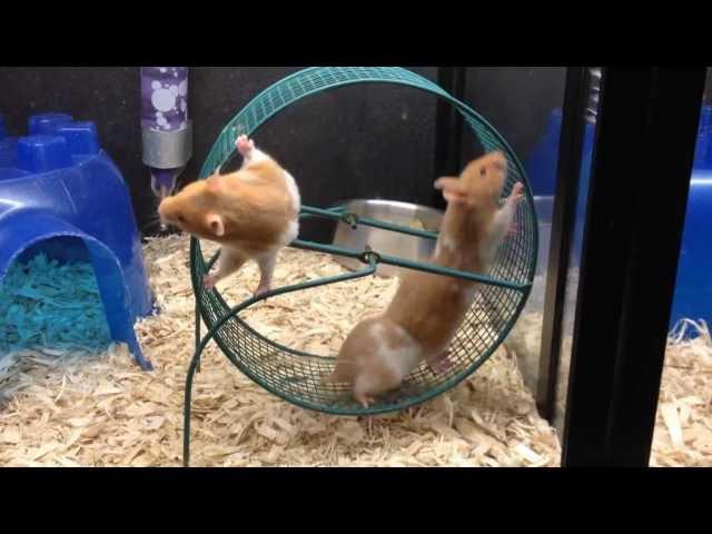 Hamster Wheel