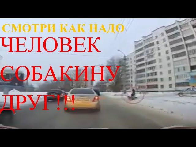 Человек собаке друг? Гаишник перевел собаку | много позитива