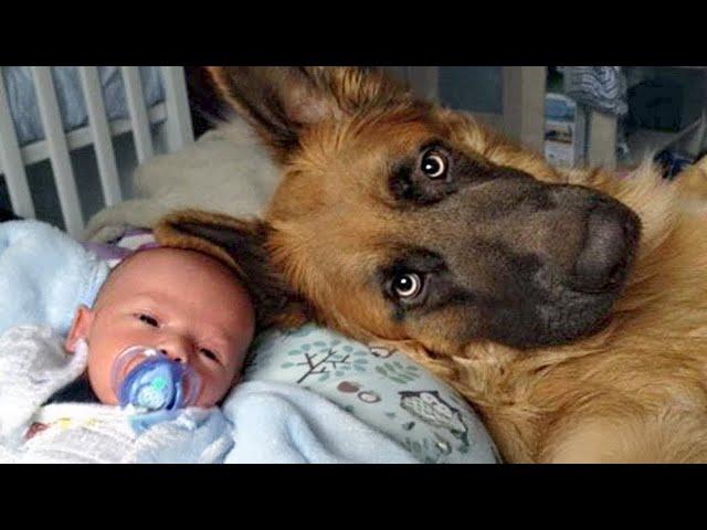 When Police Dog Turns Into Giant Mush Around His Baby Friend!