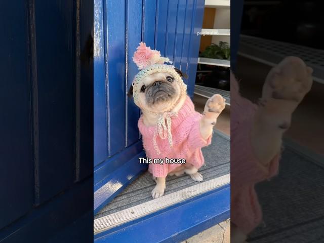 Welcome to Loulou’s HOUSE + annoying little SISTER  #pug #dog #funny