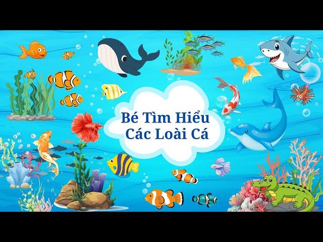 Bé Học Các Loài Cá| Tổng hợp 40 loài cá biển và cá nước ngọt| Song ngữ Anh - Việt| Cá Mập, Cá Hề