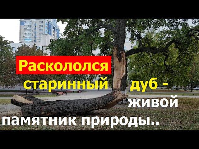 231002 Раскололся старинный дуб 1861 памятник природ пломба дупло цемент бетон монтажная пена г Орёл