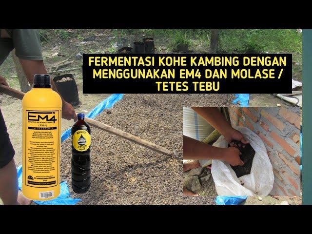 CARA FERMENTASI KOHE KAMBING HANYA MENGGUNAKAN EM4 DAN MOLASE ATAU  TETES TEBU