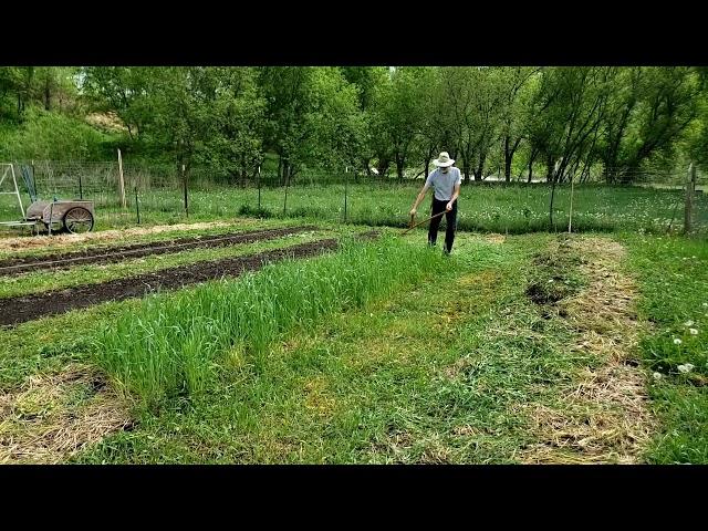 Mowing a Rye Cover Crop with a Scythe
