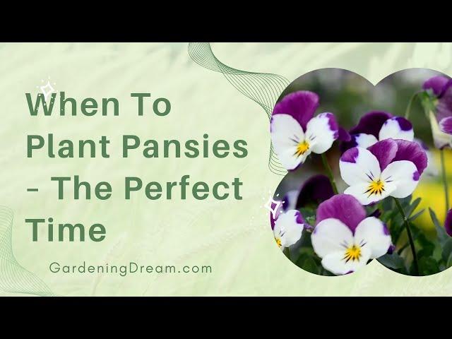 When To Plant Pansies – The Perfect Time