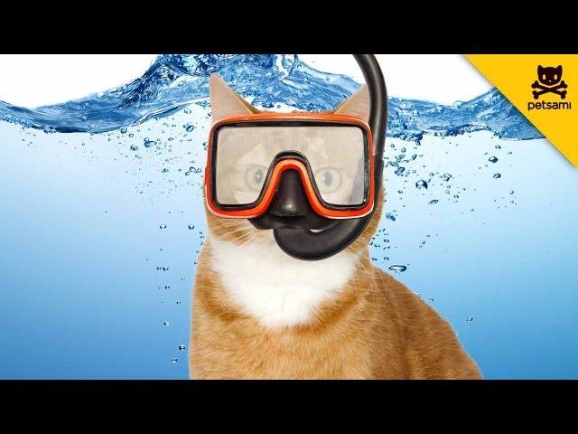 Scuba Diving Cat Lives On The Edge