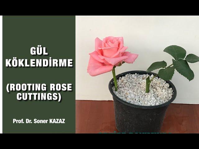 ROOTING ROSE CUTTINGS