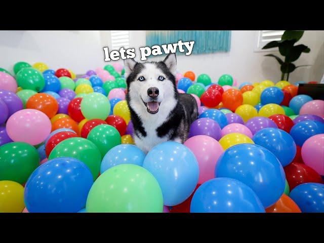 Surprising My Husky with a House Full Of Balloons For Her Birthday!