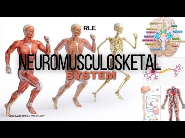 ASSESSING THE NEUROLOGIC AND MUSCUSKELETAL  SYSTEM