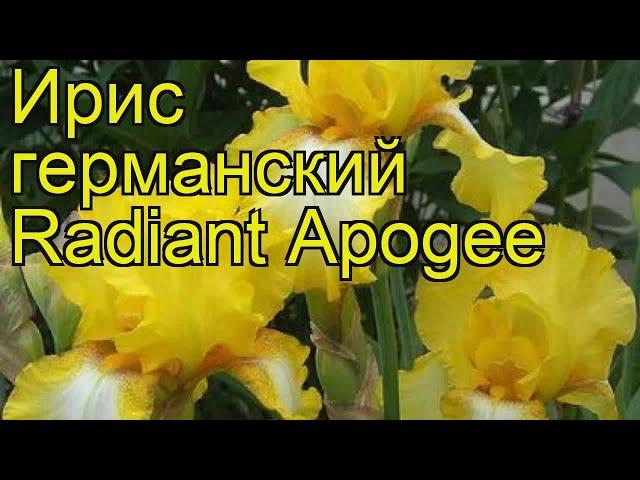 Ирис германский Радиант Апогей. Краткий обзор, описание характеристик iris germanica Radiant Apogee