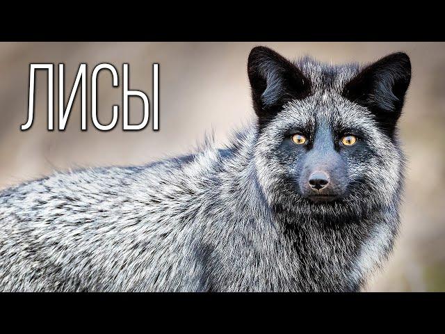 Foxes: Cunning Hunters | Interesting Facts About Foxes