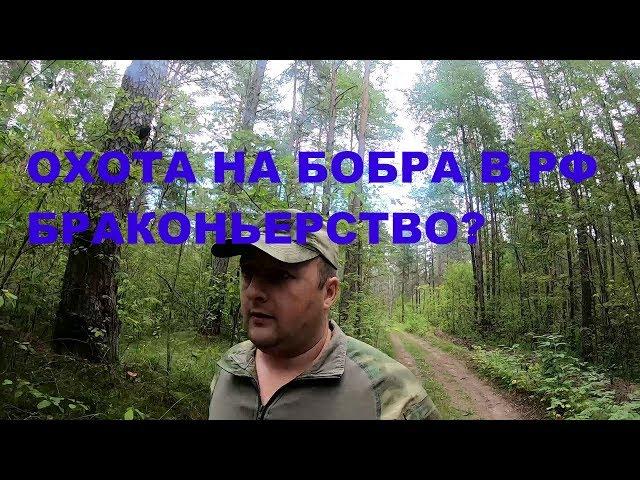 Охотники-бобрятники РФ все браконьеры? Или как охотиться на бобра по правилам?