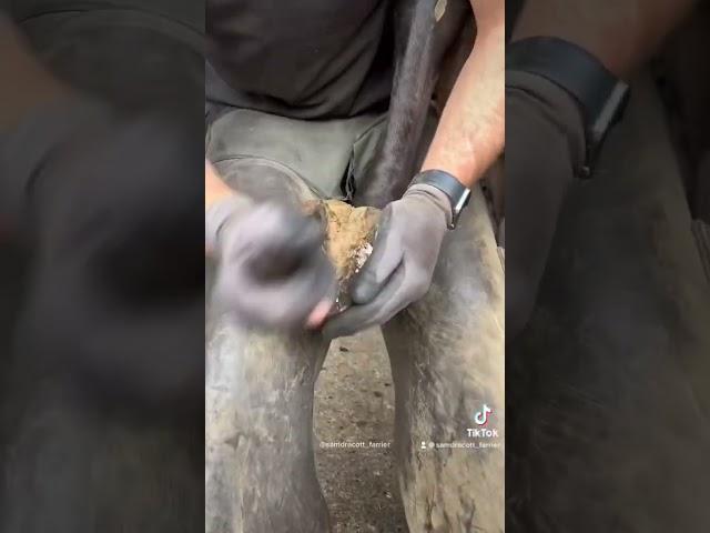 My video has 137.2 million views on TikTok  #asmr #farrier #satisfying #tiktok #oddlysatisfying