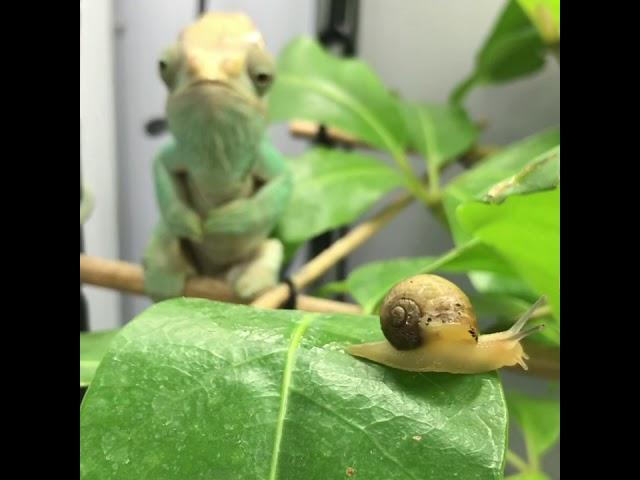 Chameleon eat a snail!