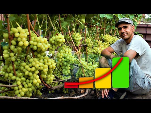 How to increase the yield of grapes