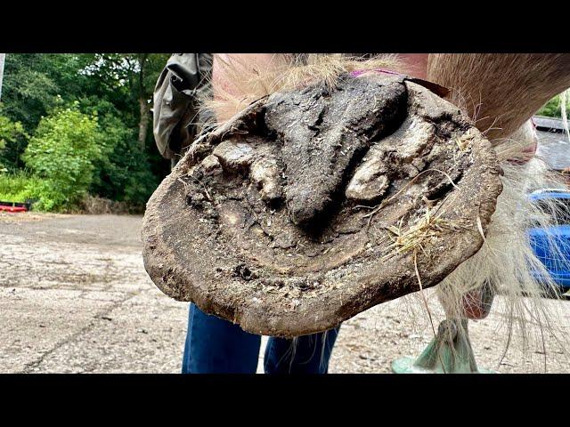 Trimming Overgrown Hooves On A Rescue Pony ( I Also Get Kicked)