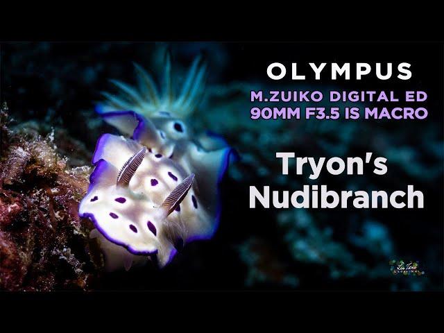 Tryon's Nudibranch 崔恩多彩海蛞蝓/Olympus 90mm F3.5 Macro + OM1 Underwater