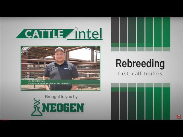 Boosting Breeding Success in First-Calf Heifers: Key Tips from Dr. Kirk Ramsey, Neogen