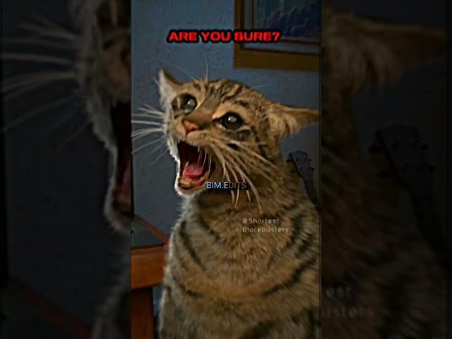 "Cats can't be scary" #cats #edit #scary #scarycats