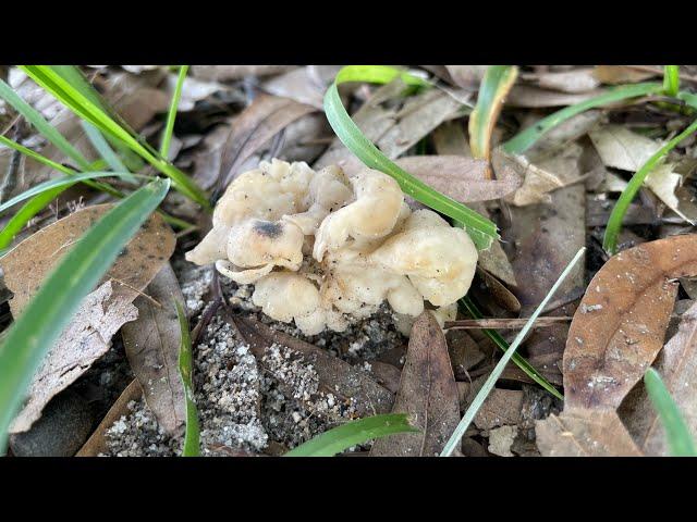 Florida Natural Farming, Planting Vegetables