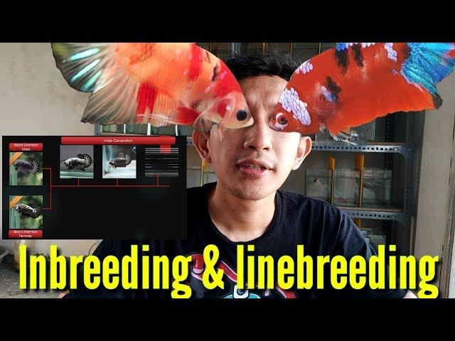 BETTA ABOUT LINEBREEDING AND INBREEDING