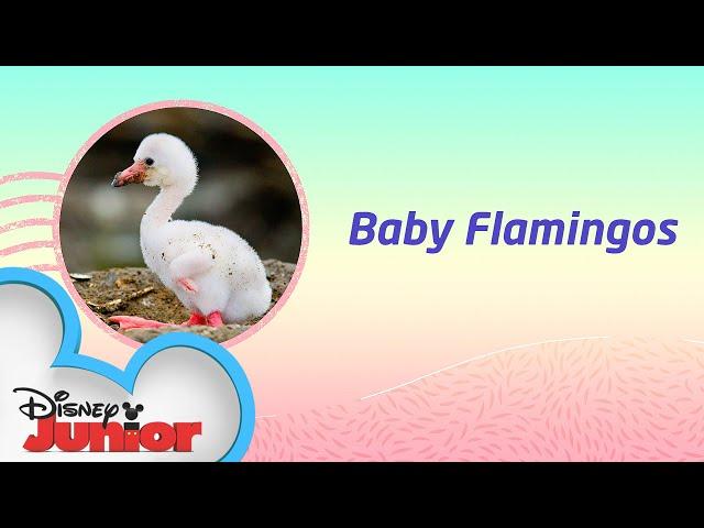 Baby Flamingos! | Disney Animals Special Delivery with T.O.T.S. | Disney Junior