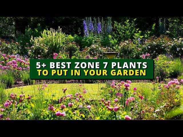 5+ Perfect Plants for Zone 7 | Best Zone 7 Plants to Put In Your Garden 