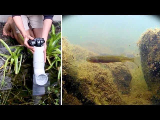 Making an Underwater Periscope for $10