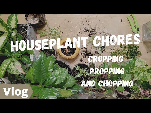 HOUSEPLANT VLOG | Propagating, pruning, and cutting back a few plants.