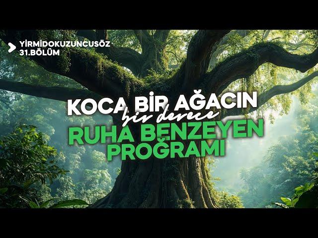 KOCA BİR AĞACIN BİR DERECE RUHA BENZEYEN PROĞRAMI! | YİRMİDOKUZUNCUSÖZ - 31.BÖLÜM