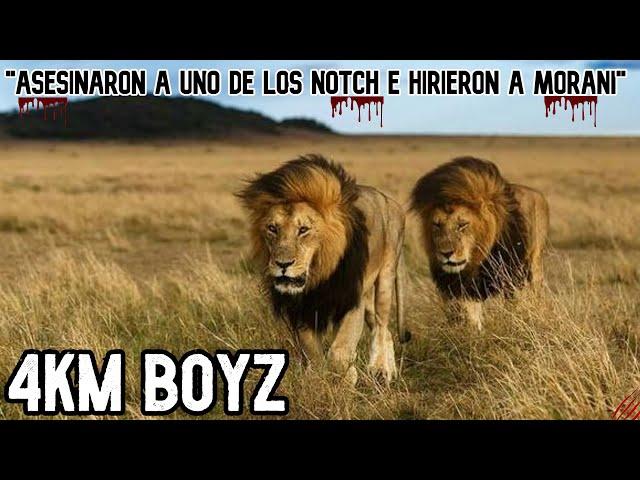 4KM BOYZ | La PESADILLA de los NOTCH y MOSQUETEROS