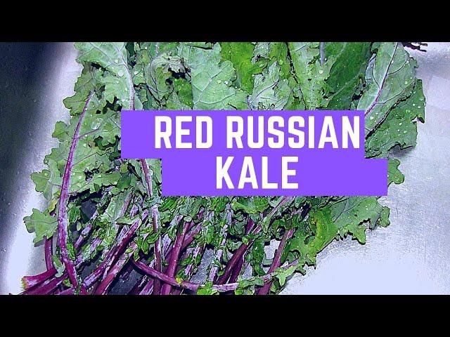 Growing Red Russian Kale \ Spring 2019