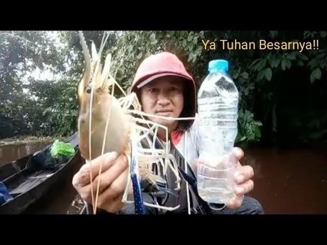 TERRIFYING!! Fishing can catch monster baboons, Monster shrimp 550 grams!! Fishing for Giant Prawns