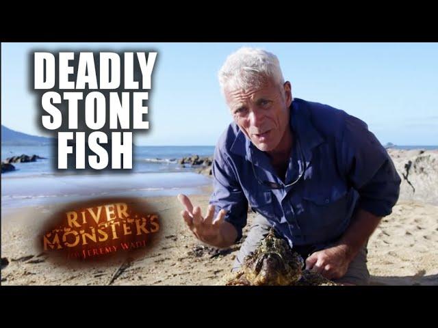 The Deadly Stone Fish | River Monsters