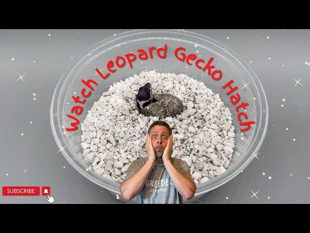 Watch Leopard Gecko Hatch