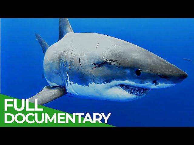 Adventure Ocean Quest: The White Sharks of Guadalupe | Episode 4 |  Free Documentary Nature