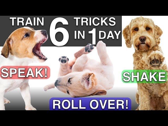 How to Train your Puppy 6 Tricks in 1 Day!