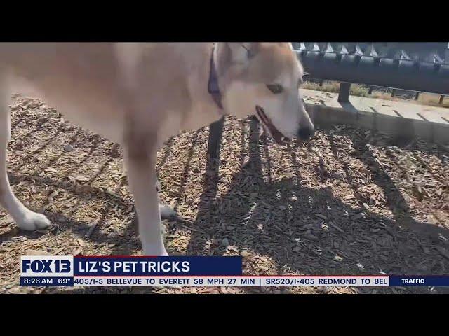 Liz's Pet Tricks: Featuring Mireya Garcia's dog tricks! | FOX 13 Seattle