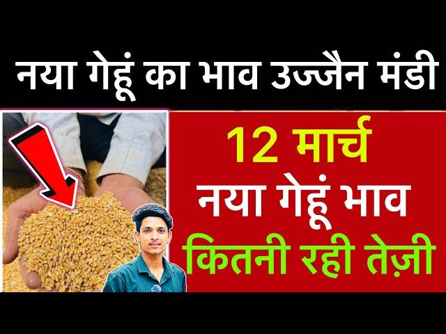 Ujjain Mandi Gehu Ka Bhav | Wheat Price Today | Ujjain Mandi Bhav Today | 12 March 2025