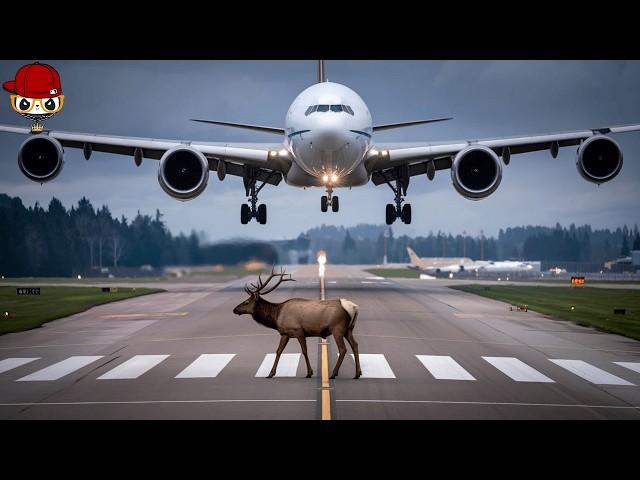 Tragic! 20 Horrifying Moments of Animals Colliding with Aircraft