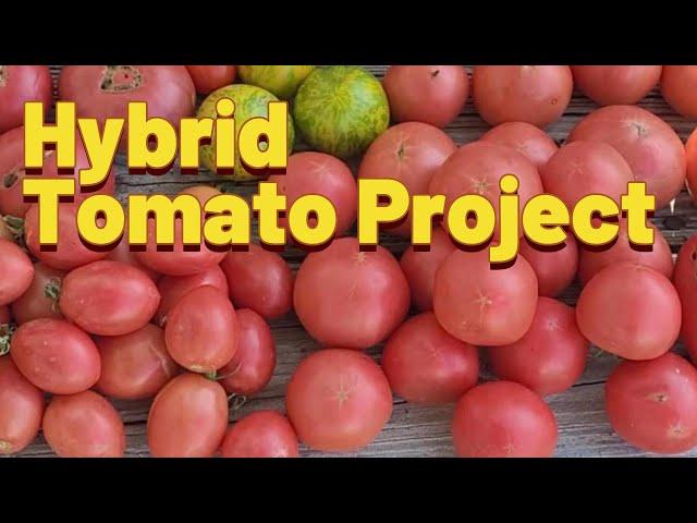 Epic Tomato Hybrid: F1 Variegated Cross with Delicious Results!