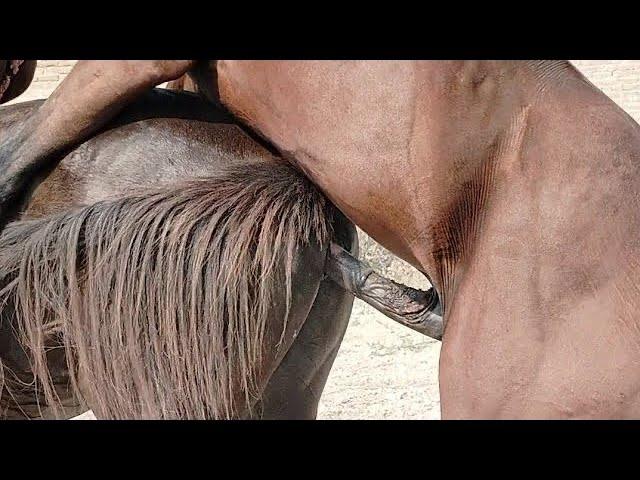 Mix - Hot Horse Meeting Female First Time Horse Mating How to breeding Full process Mating Horse