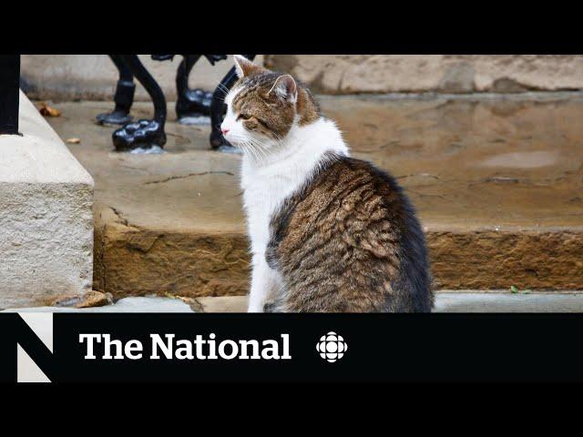 #TheMoment when Larry the Cat waited for Britain's new prime minister