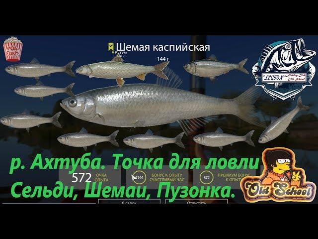 Russian Fishing 4. p. Akhtuba. Point for catching Herring Kessler, Shemai, Puzonka.