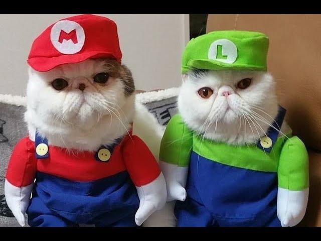 Cats Falls Compilation - Super Mario Bros Style