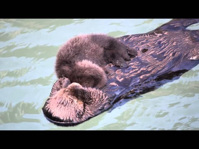 Baby Otter Sleeps on Top of Mother as Mother Grooms