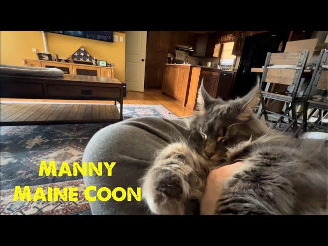 Maine Coon Sitting on my Lap | Blue Tabby #mainecoon