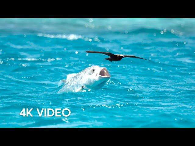 Fish vs Bird | 4KUHD | Blue Planet II | BBC Earth